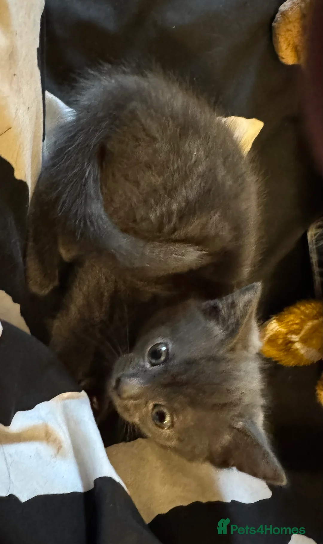 Mixed Breed cats for sale: Grey mixed breed kittens for sale - Advert 2