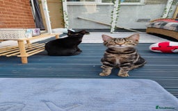 Bengal cats for sale: Zeus Jr and Kathleen - Advert 6