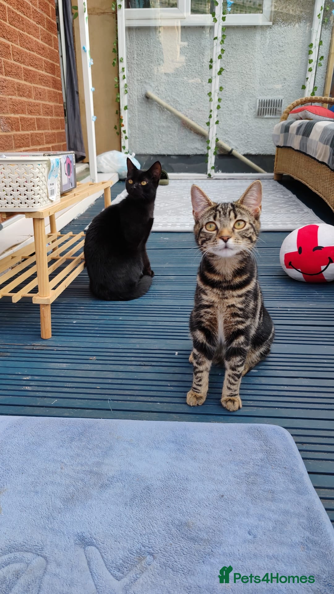 Bengal cats for sale: Zeus Jr and Kathleen - Advert 6