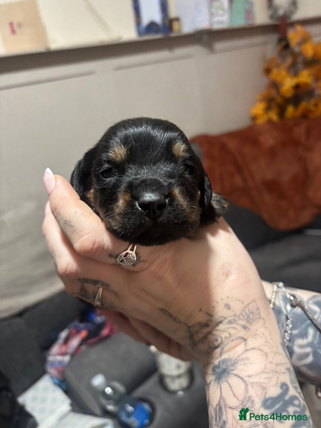 Mixed Breed dogs for sale: Rottweiler cross puppies - Advert 11