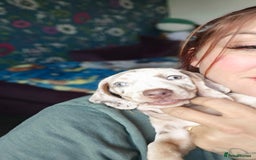 Dachshund dogs for sale: Ready now, last 3 Dachshund Puppies - Image 18