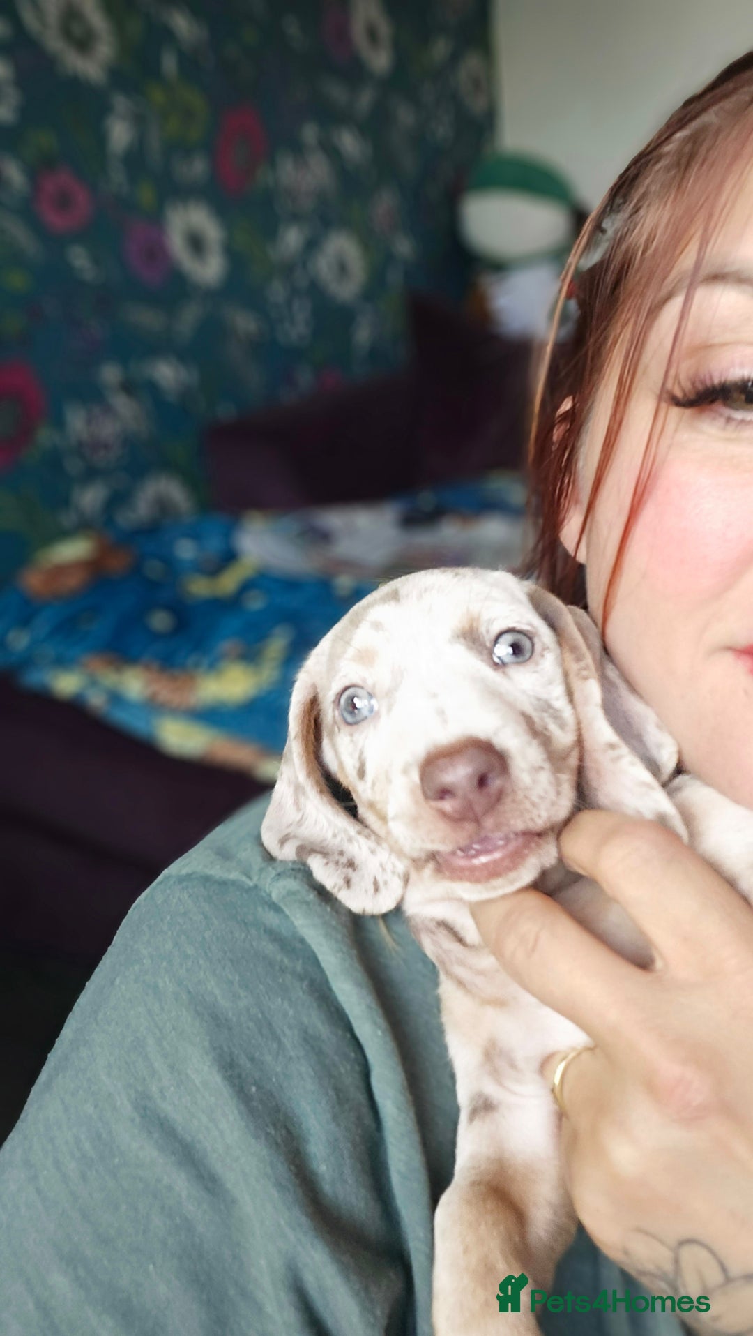 Dachshund dogs for sale: Ready now, last 3 Dachshund Puppies - Image 18