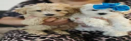 Maltipoo dogs for sale: £1000. 3 GIRLS LEFT . READY NOW . - Advert 7