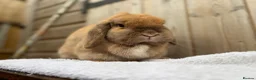 Mini Lop rabbits for sale: Poppy, mini lop doe looking for her forever home  - Advert 5