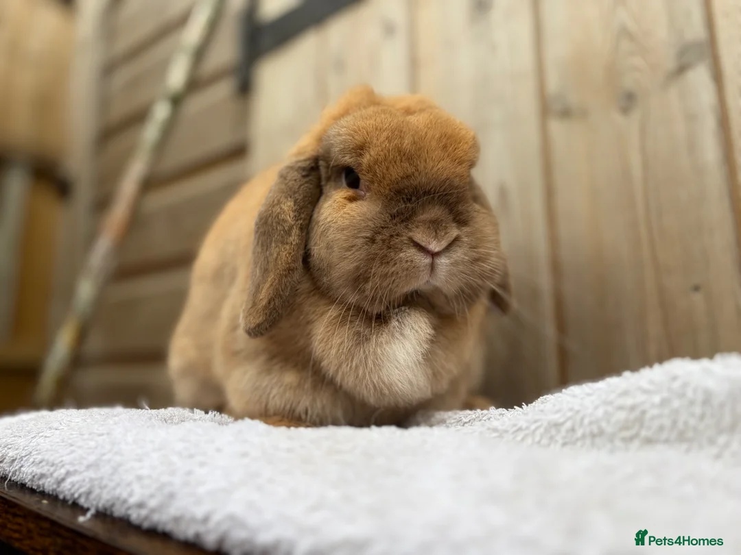 Mini Lop rabbits for sale: Poppy, mini lop doe looking for her forever home  - Advert 5