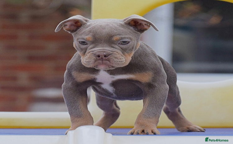 English Bulldog dogs - Advert 1