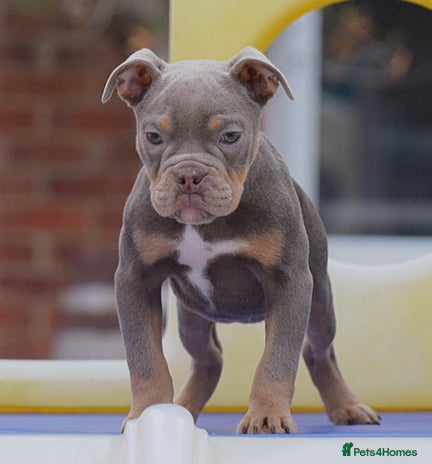 English Bulldog dogs - Advert 8