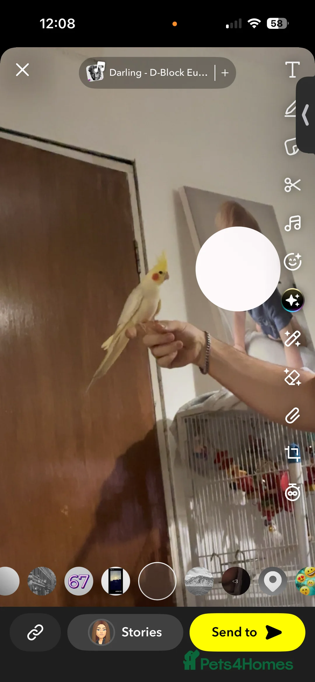 Cockatiels birds for sale: Cockatiel and cage  in Stafford - Advert 3