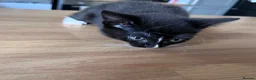 Mixed Breed cats for sale: Adorable Kittens Ready for Their New Hom - Advert 8