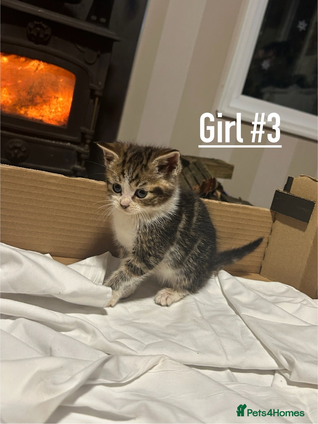 Mixed Breed cats for sale: 6 kittens for sale - Ready 16th December  - Advert 6