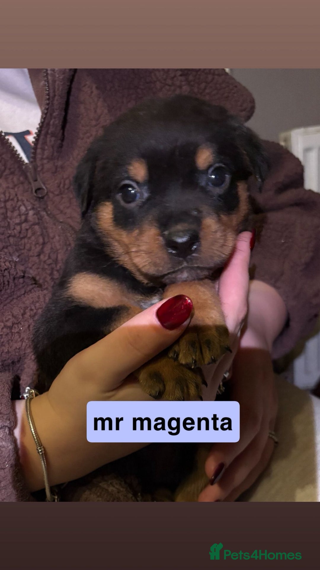 Rottweiler dogs for sale: Big beautiful Rottweiler puppies KC reg - Advert 8