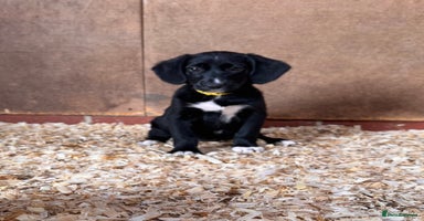 Mixed Breed dogs - Advert 5