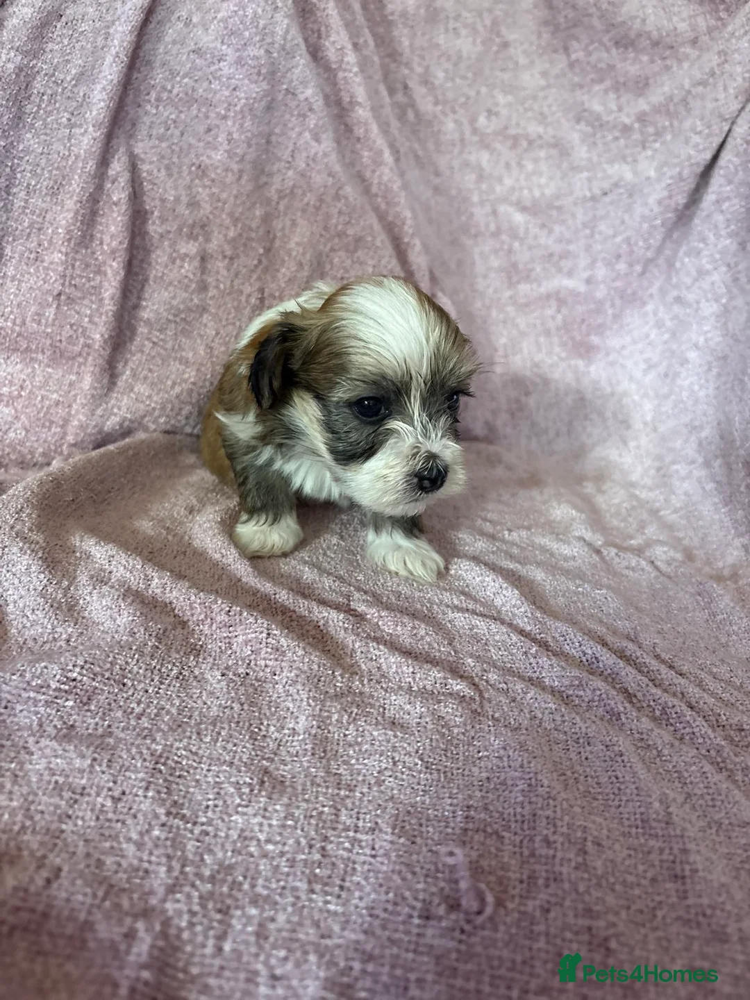 Havanese dogs for sale: Gorgeous litter of Havanese puppies. - Advert 40