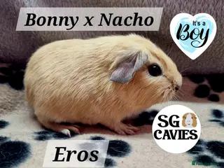 Guinea Pig rodents Gorgeous baby guinea pigs 1 boy left - Advert 11