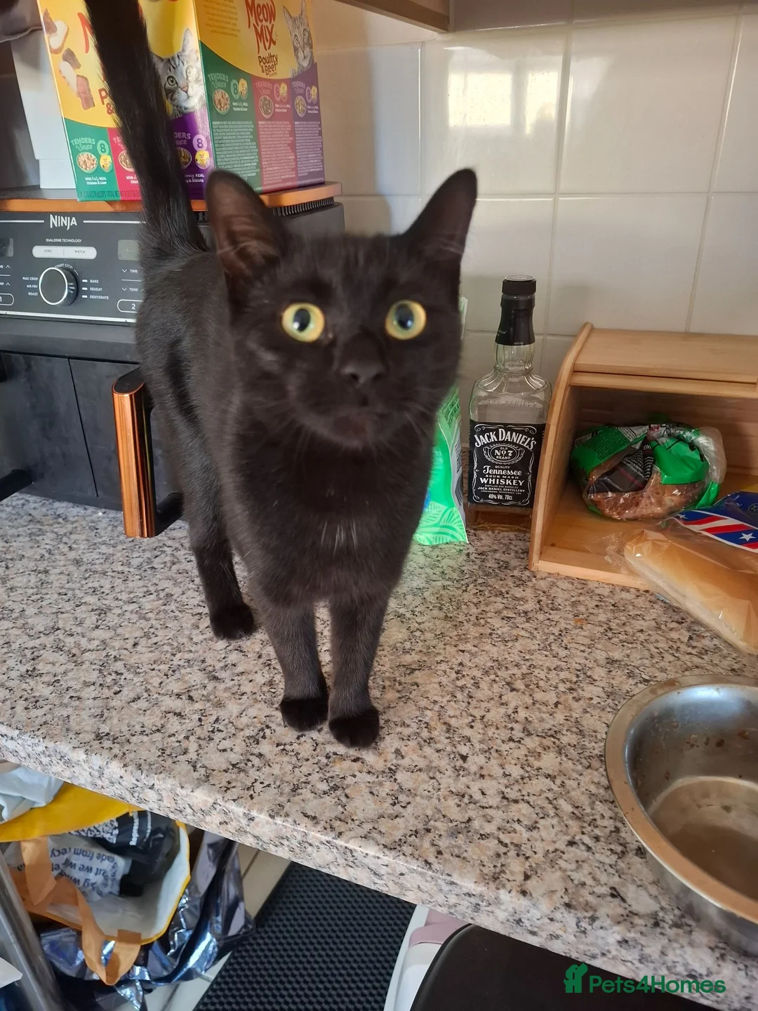 Ragdoll cats for sale: Black Ragdoll  - Advert 2