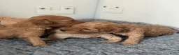 Cavapoo dogs for sale: F1B Cavapoo Puppies  in London - Advert 12