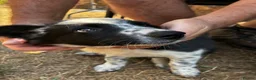 Border Collie dogs for sale: Stunning Border Collies - Advert 6
