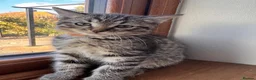 Ragdoll cats for sale: X5 Beautiful Ragdoll X Kittens - Advert 15