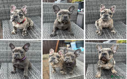 French Bulldog dogs for sale: French Bulldog Puppies with 3 Vaccines Included in Walton-on-Thames - Image 1