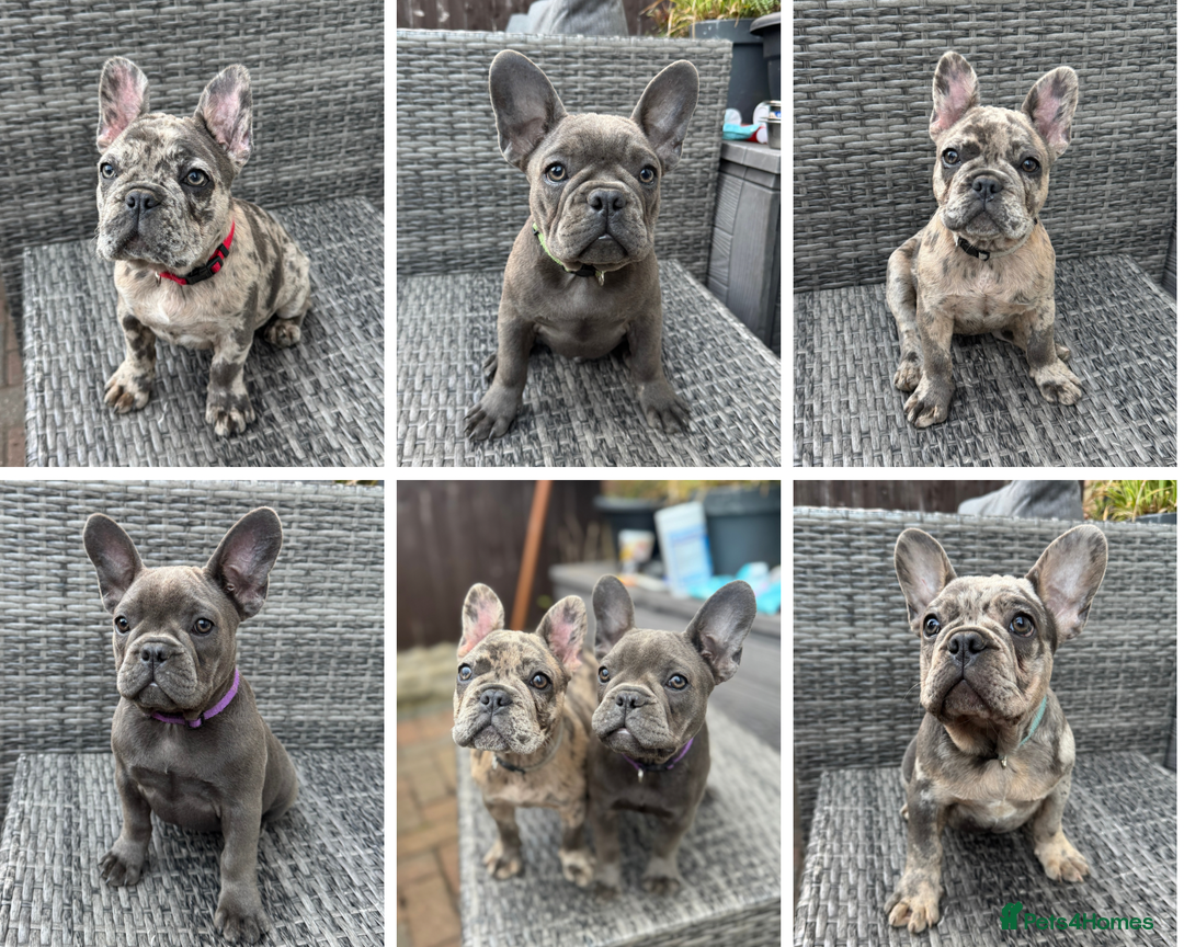 French Bulldog dogs for sale: French Bulldog Puppies with 3 Vaccines Included in Walton-on-Thames - Image 1