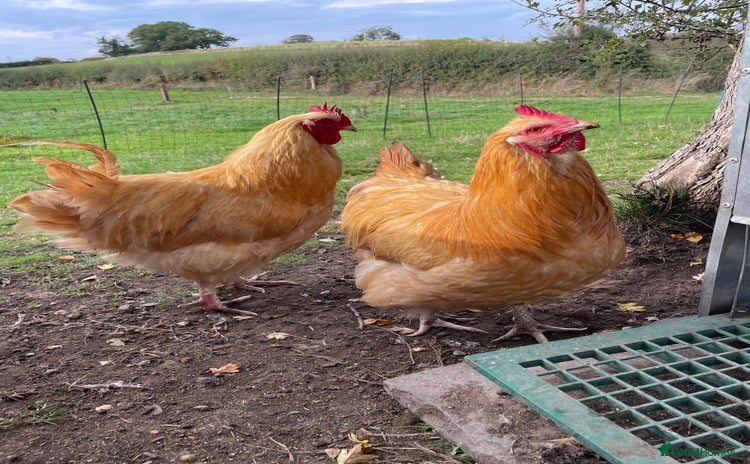 Chickens poultry - Advert 14
