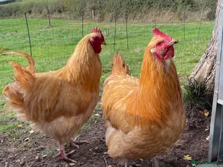 Chickens poultry Pure Buff Orpington Cockerels - Advert 1