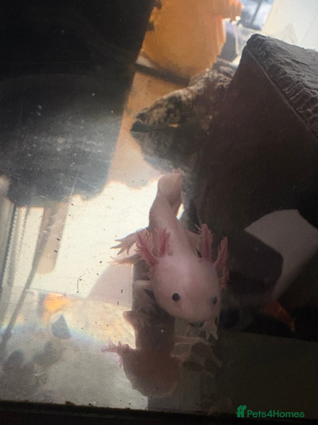 Other/Mixed Breed fish for sale: Axolotl  - Advert 8