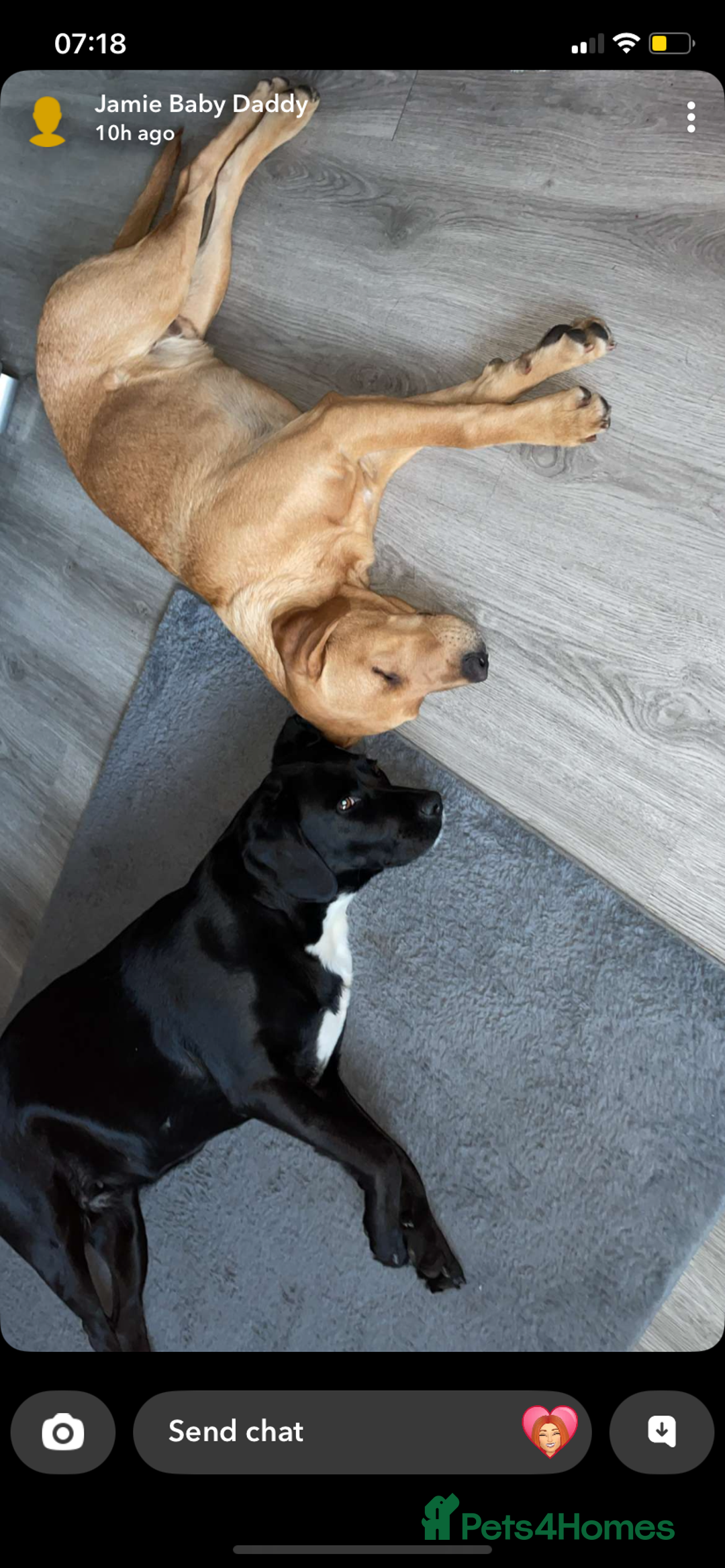 Springador dogs for sale: Labrador puppies - Advert 5