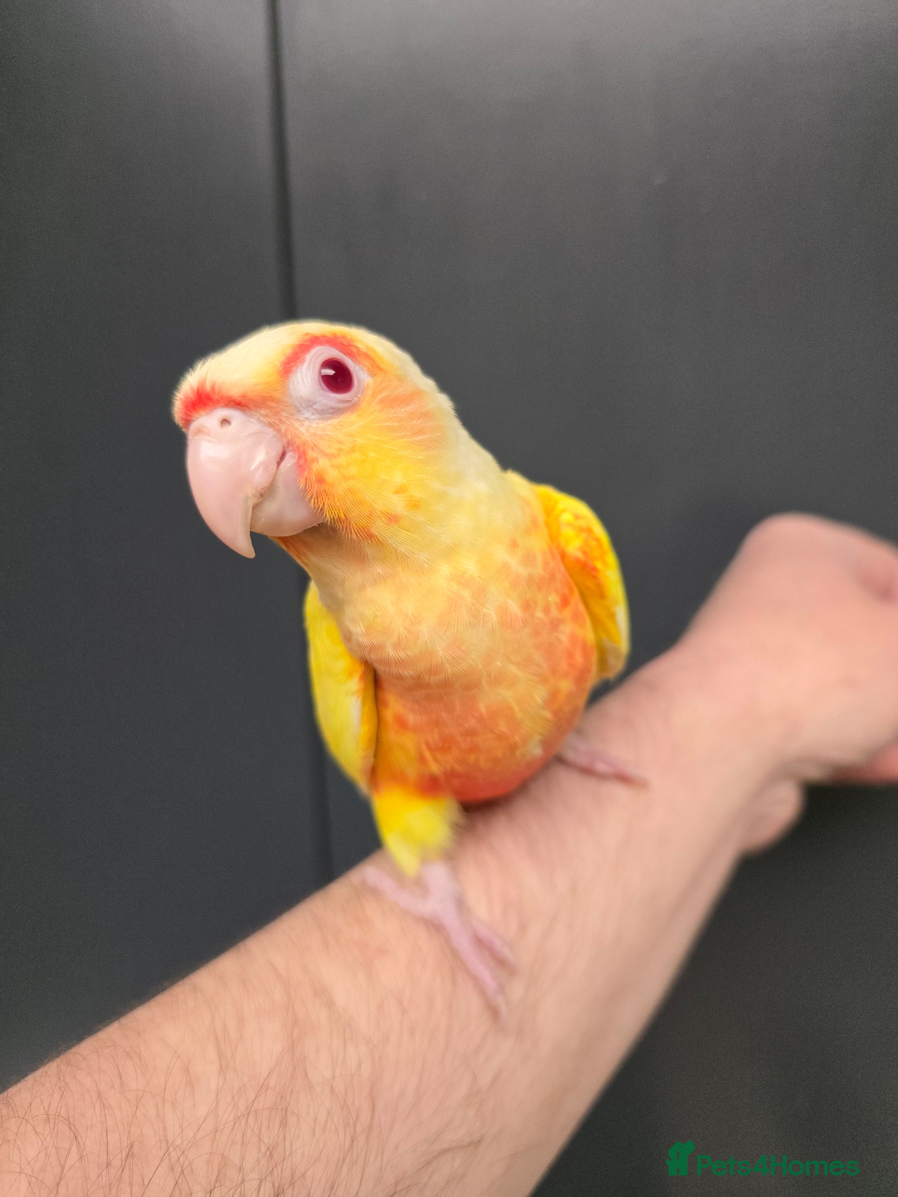 Conures birds Stunningly Gorgeous Handreared Conures!!! - Advert 1