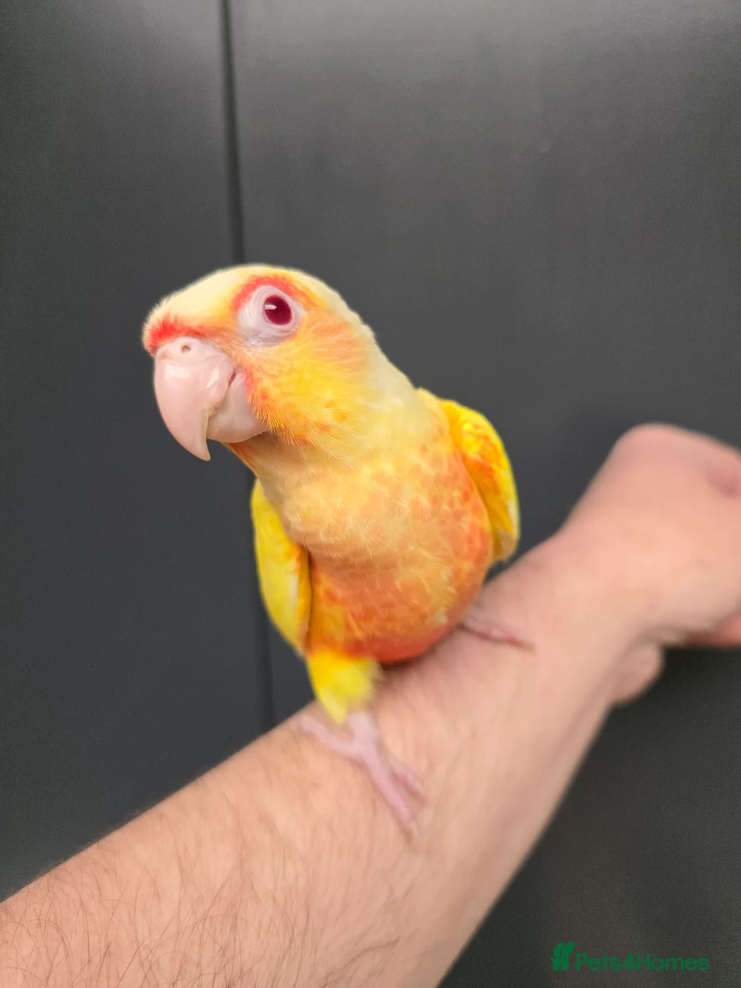 Conures birds for sale: Stunningly Gorgeous Handreared Conures!!! - Advert 1