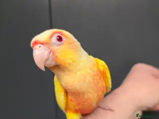 Conures birds Stunningly Gorgeous Handreared Conures!!! - Advert 1