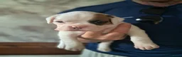 Boxer dogs for sale: Beautiful boxer puppies  in Blackwood - Advert 4