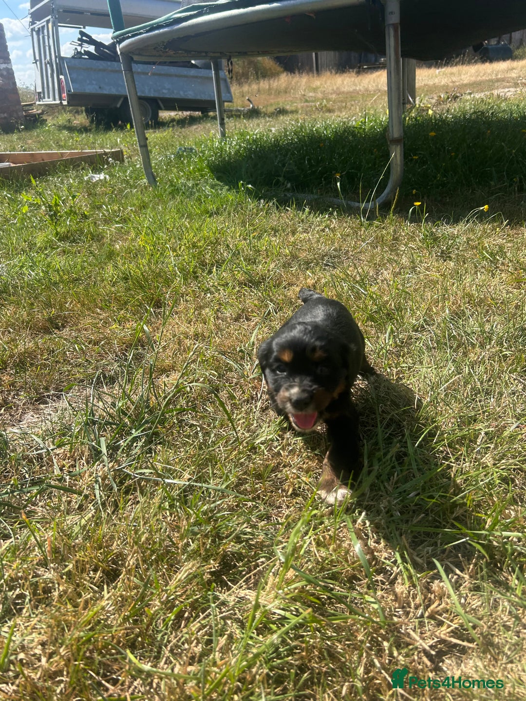Sprocker dogs for sale: Sprocker puppies - Image 12