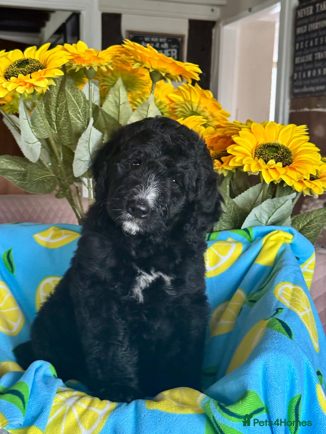 Bernedoodle dogs for sale: 1 boy left gorgeous f1 medium bernedoodle puppies  in Market Drayton - Image 25