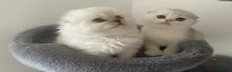 Scottish Fold cats for sale: Adorable Scottish Fold Kittens - Advert 15