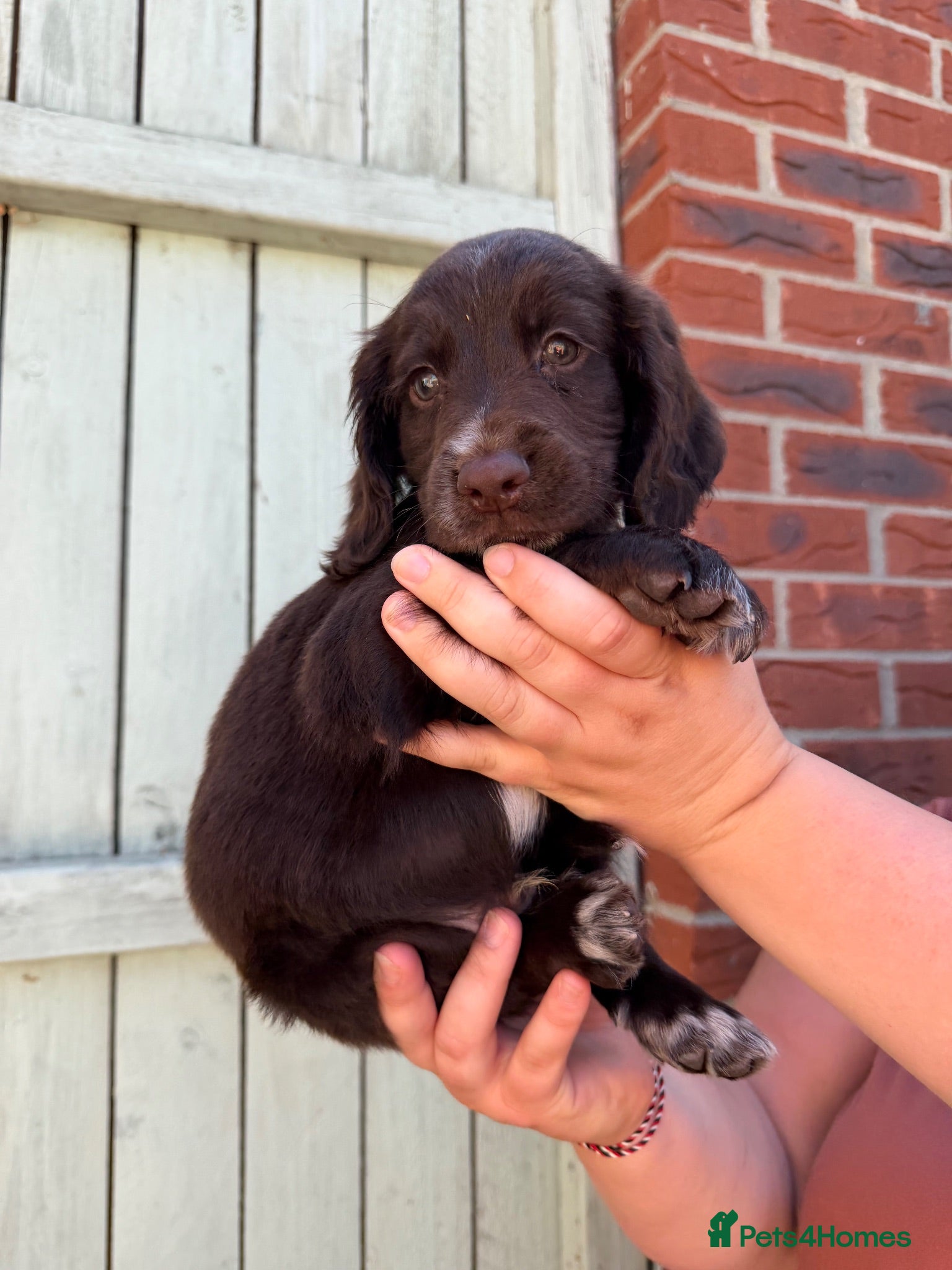 Sprocker dogs *Only 1 boy left* 8 Beautiful Sprocker Puppies - Advert 1
