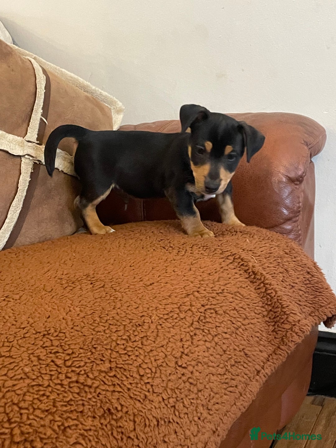 Jack Russell dogs for sale: Short Legged Jack Russell Pups - Image 13