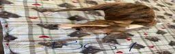 Whippet dogs for sale: Whippet puppies in Chesterfield - Advert 11