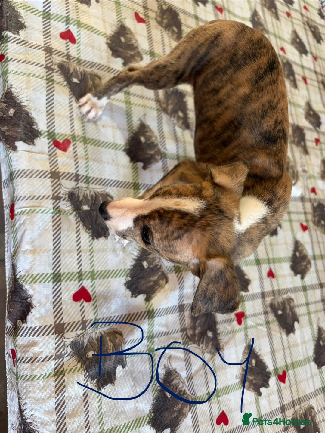 Whippet dogs for sale: Whippet puppies in Chesterfield - Advert 11