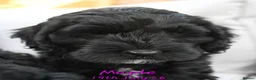 Cockapoo dogs for sale: 🌟 Vet-Checked F2 Cockapoo Girls – Ready 24 July🐾 - Advert 7