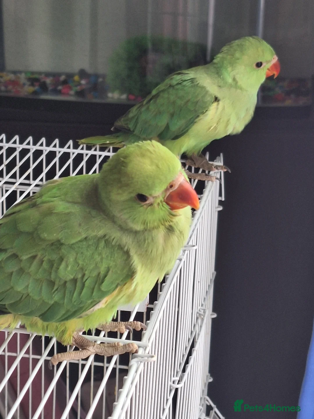 Ringnecks birds for sale: 2 baby ringnecks for sale - Advert 2