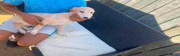 Saluki dogs for sale: Slukie greyhound  in Barnsley - Advert 3