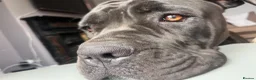Cane Corso dogs for sale: 1 year old Cane Corso in Launceston - Advert 4