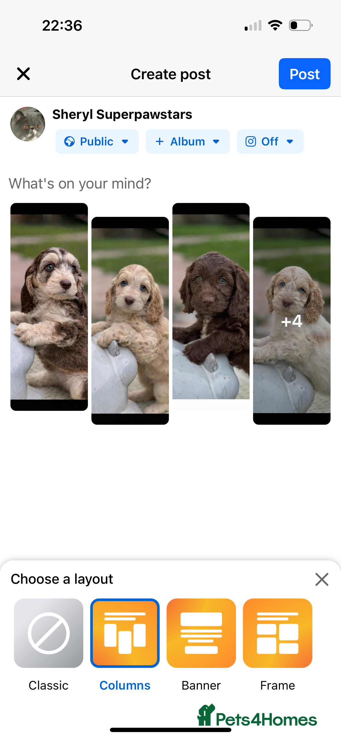 Cockapoo dogs Fabulous F1 cockapoos - Advert 1