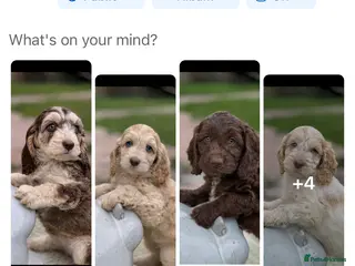 Cockapoo dogs Fabulous F1 cockapoos - Advert 1