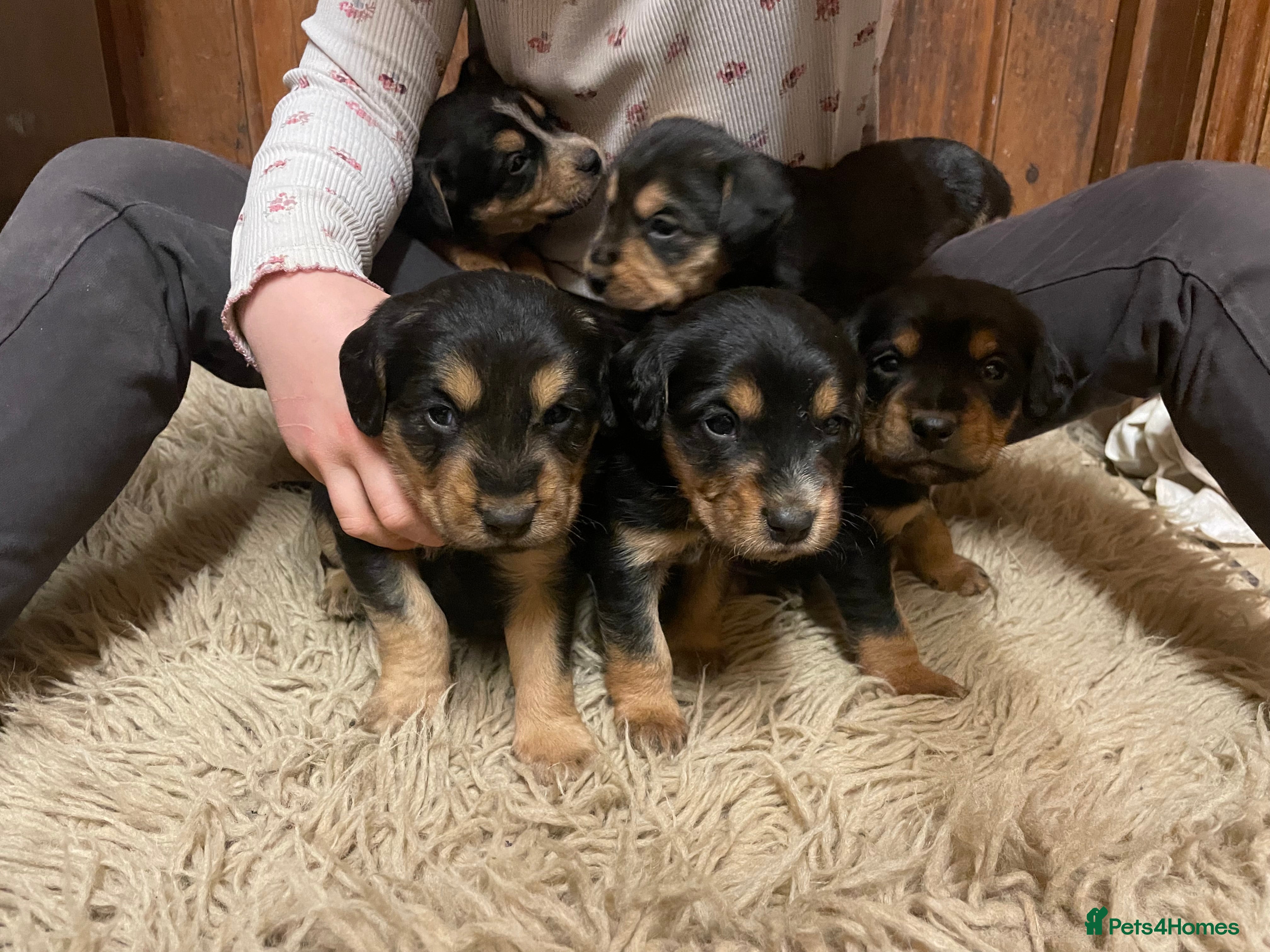 Mixed Breed dogs Beautiful Border Terrier X Show cocker spaniels  - Advert 6