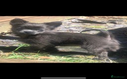 Chihuahua dogs for stud: KC Registered Blue Double KB in Chorley - Image 13