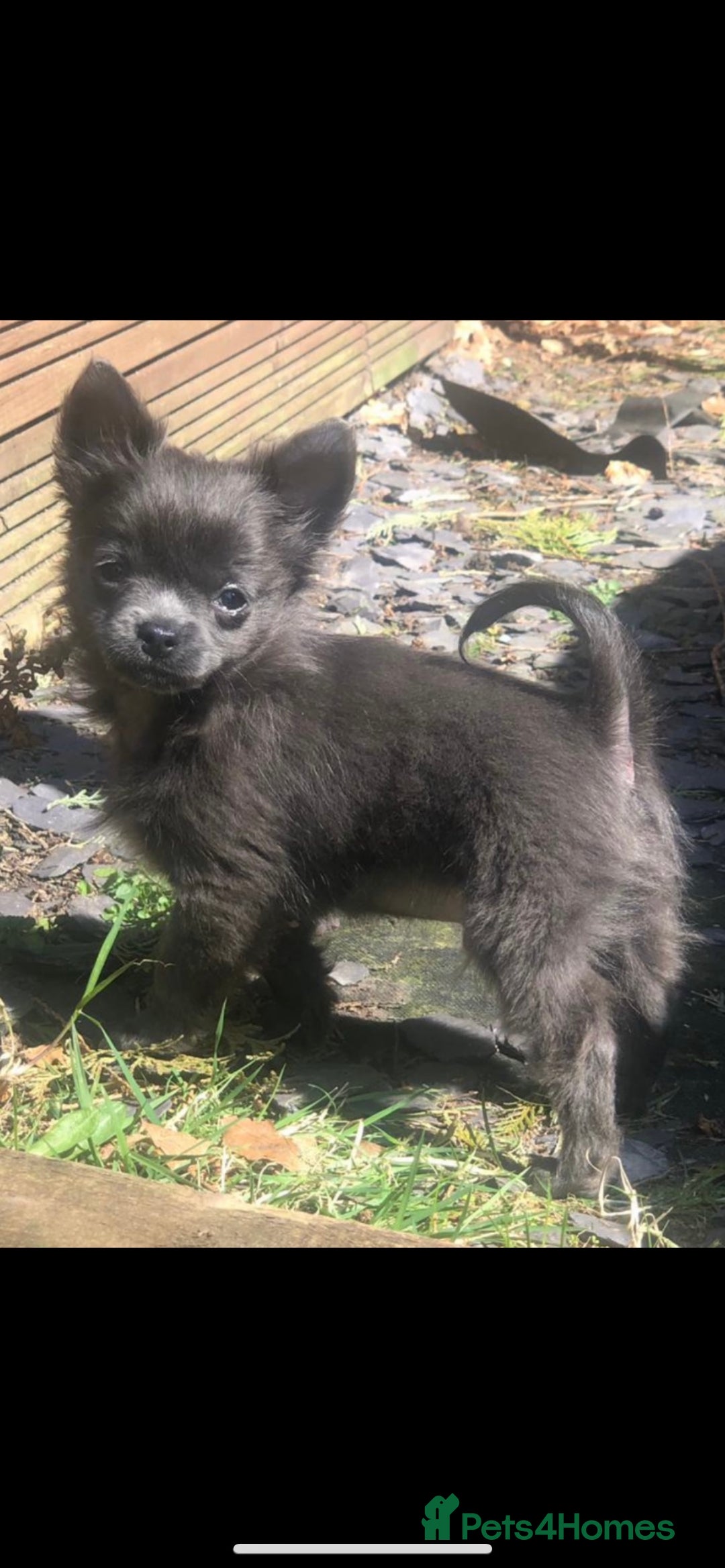 Chihuahua dogs for stud: KC Registered Blue Double KB in Chorley - Image 13