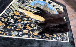 Domestic Shorthair cats for sale: Sister cats  - Image 5