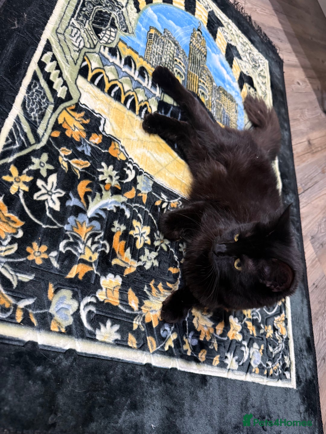 Domestic Shorthair cats for sale: Sister cats  - Image 5